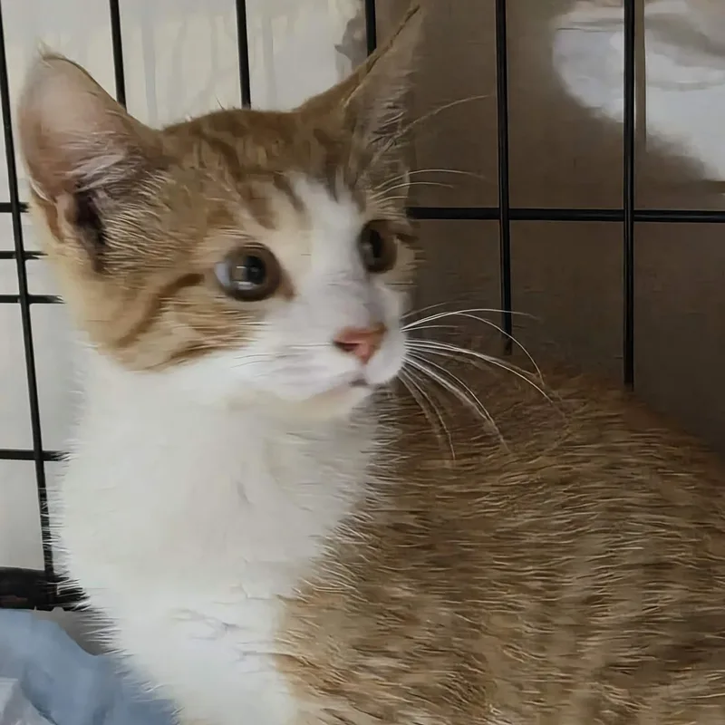 Nilla thumbnail 5