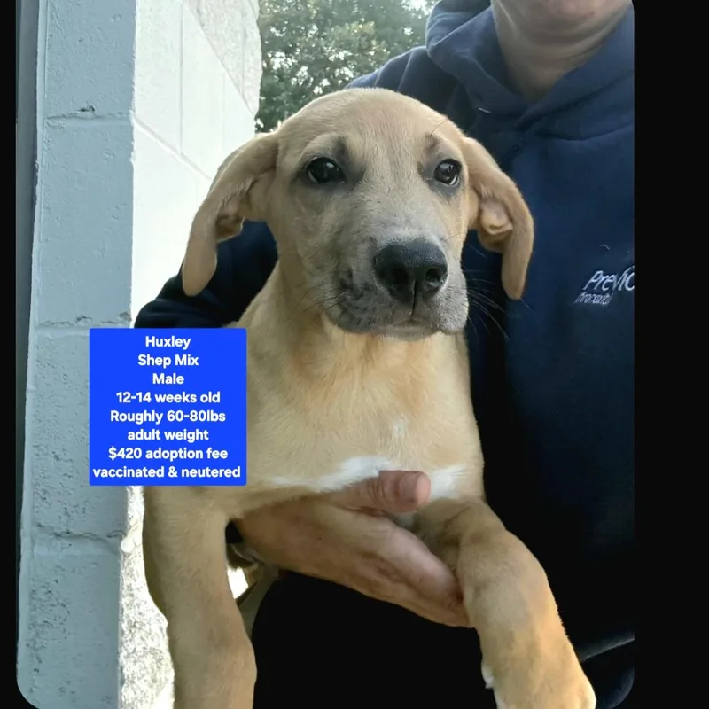 A baby large-sized male Shepherd dog named Huxley for adoption in Oviedo, FL