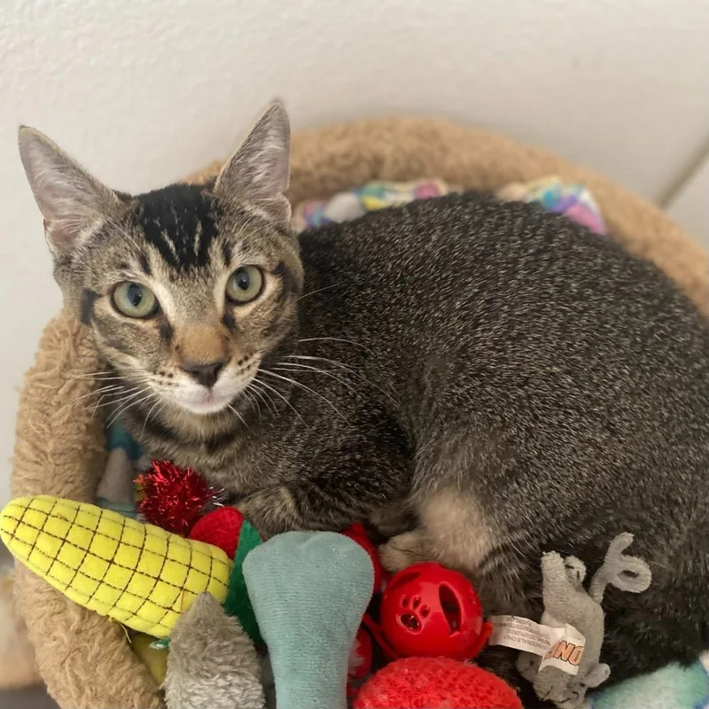 An adult small-sized male Domestic Short Hair cat named Menchie for adoption in Los Angeles, CA