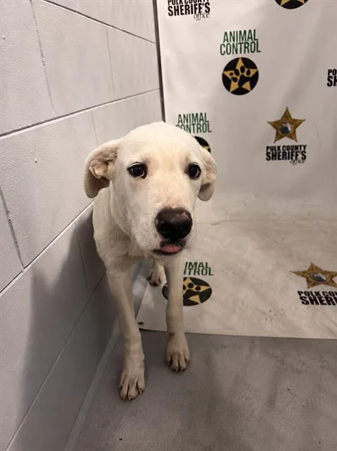 A baby medium-sized male Labrador Retriever dog named A for adoption in Winter Haven, FL