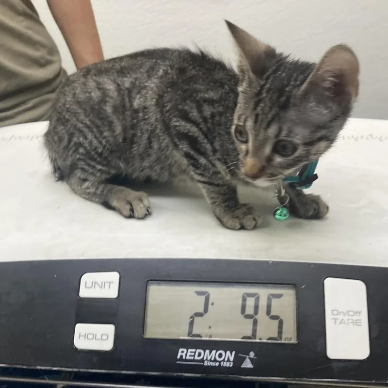 A baby small-sized female Brown / Chocolate Domestic Short Hair cat named Lucy for adoption in Galveston, TX