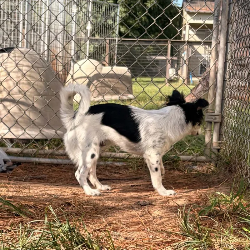 A young small-sized male White / Cream Papillon dog named Viktor Ozzy for adoption in Houston, TX