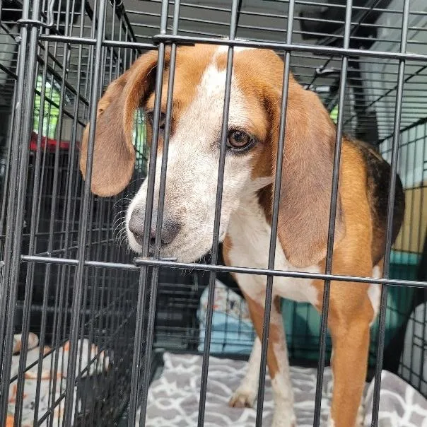 An adult medium-sized female Tricolor (Brown, Black, & White) Hound dog named Spider for adoption in Lexington, MA