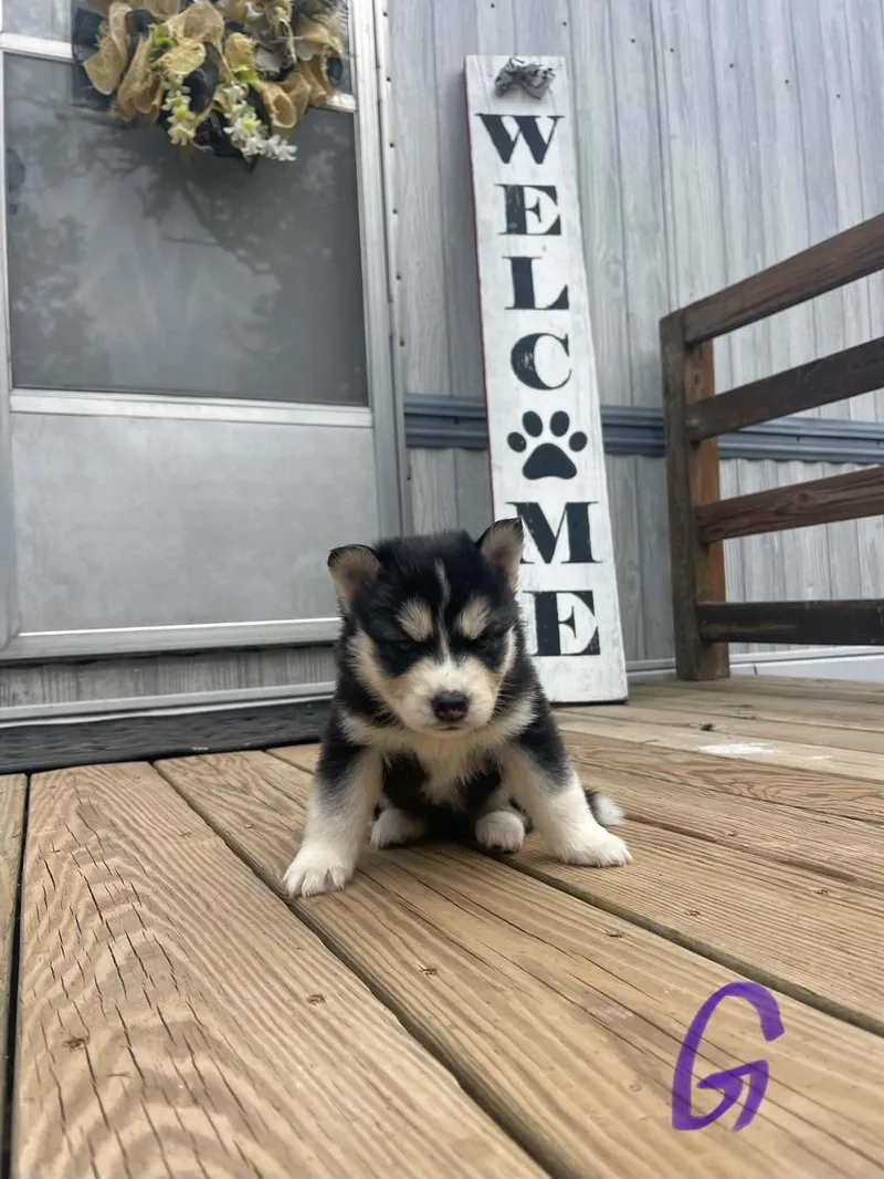 A baby medium-sized female Black Husky dog named Hilda for adoption in Partlow, VA