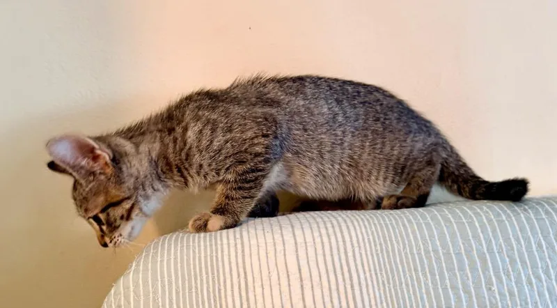 Kiki