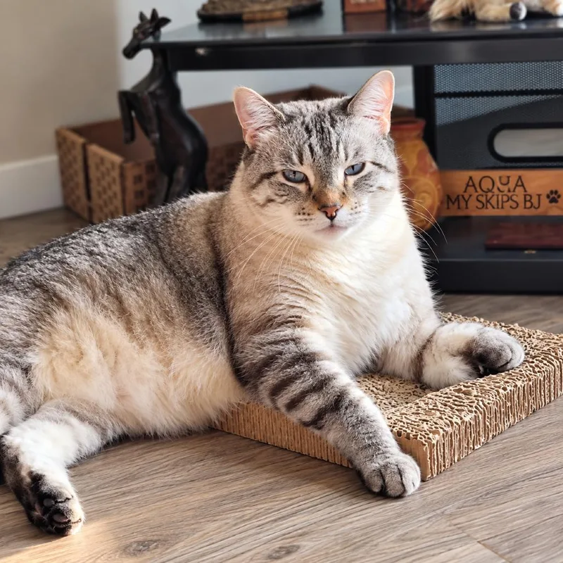 An adult small-sized male Siamese cat named Diddy for adoption in Rochester, MN