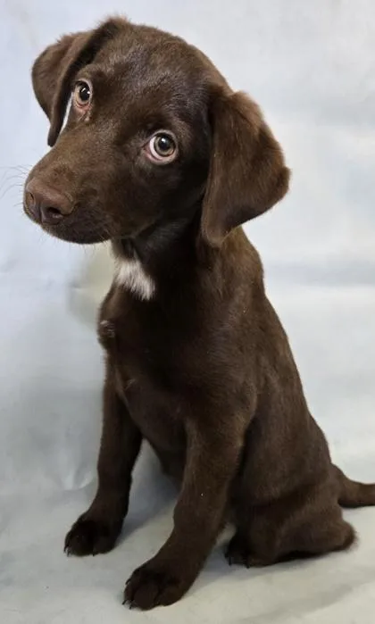 A baby large-sized female Labrador Retriever dog named Cleo for adoption in Morton Grove, IL