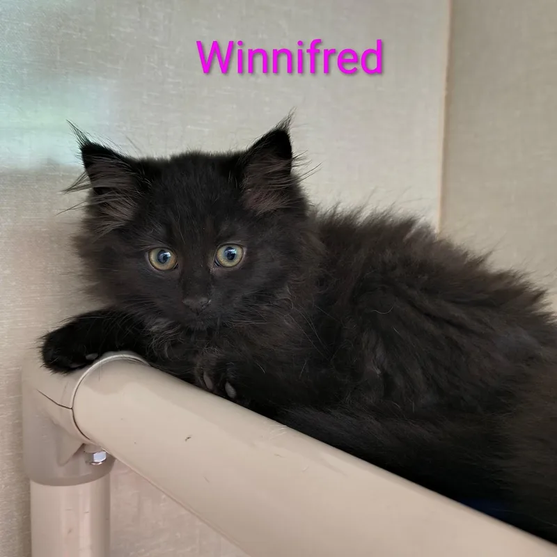 A baby medium-sized female Black Domestic Long Hair cat named Winifred for adoption in Saint Marys, PA