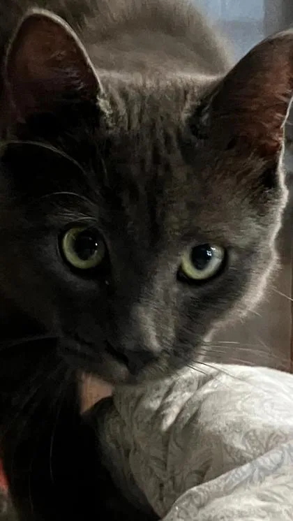 An adult small-sized male Domestic Short Hair cat named Douglas for adoption in Venice, FL