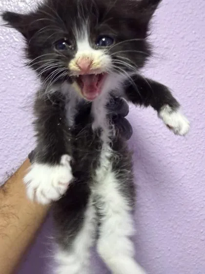 A baby small-sized male Black Domestic Medium Hair cat named 61054156 for adoption in El Paso, TX