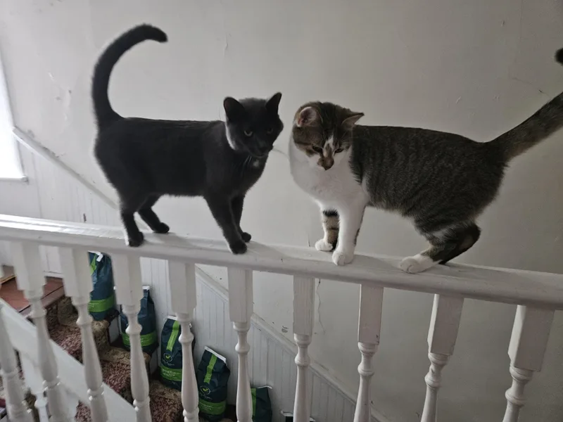 Carmilla thumbnail 2