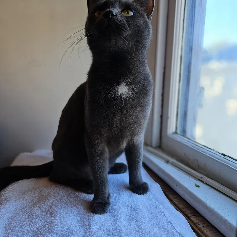 Carmilla thumbnail 3