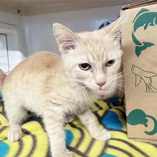 A young small-sized female Orange / Red American Shorthair cat named Professor Purr for adoption in Saint Louis, MO