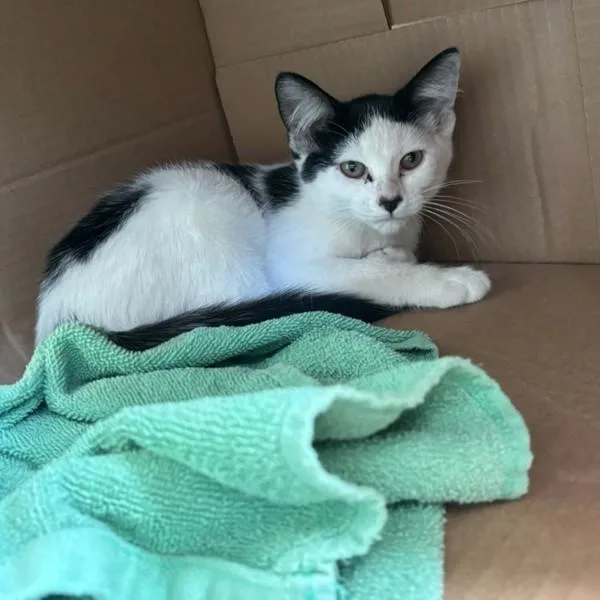A baby small-sized female Domestic Short Hair cat named Marella for adoption in Des Moines, IA