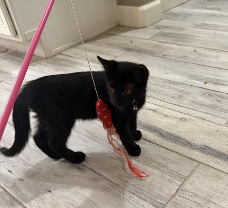 A baby small-sized female Black Domestic Short Hair cat named Red Patina for adoption in Chandler, AZ