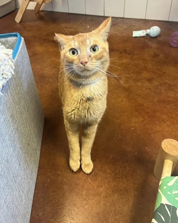 An adult small-sized male Domestic Short Hair cat named Megladon for adoption in Monterey, CA