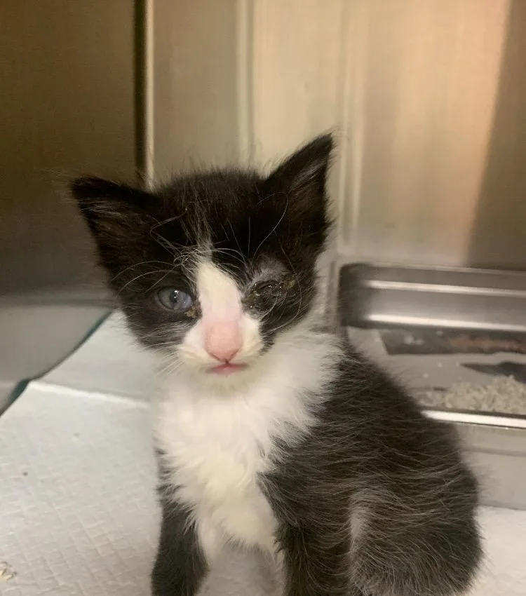 A baby medium-sized male Domestic Short Hair cat named SpiderMan for adoption in Christiansburg, VA