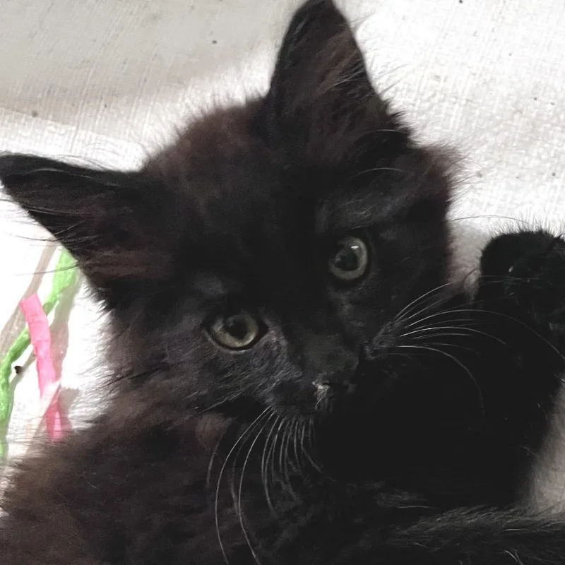 Pablo