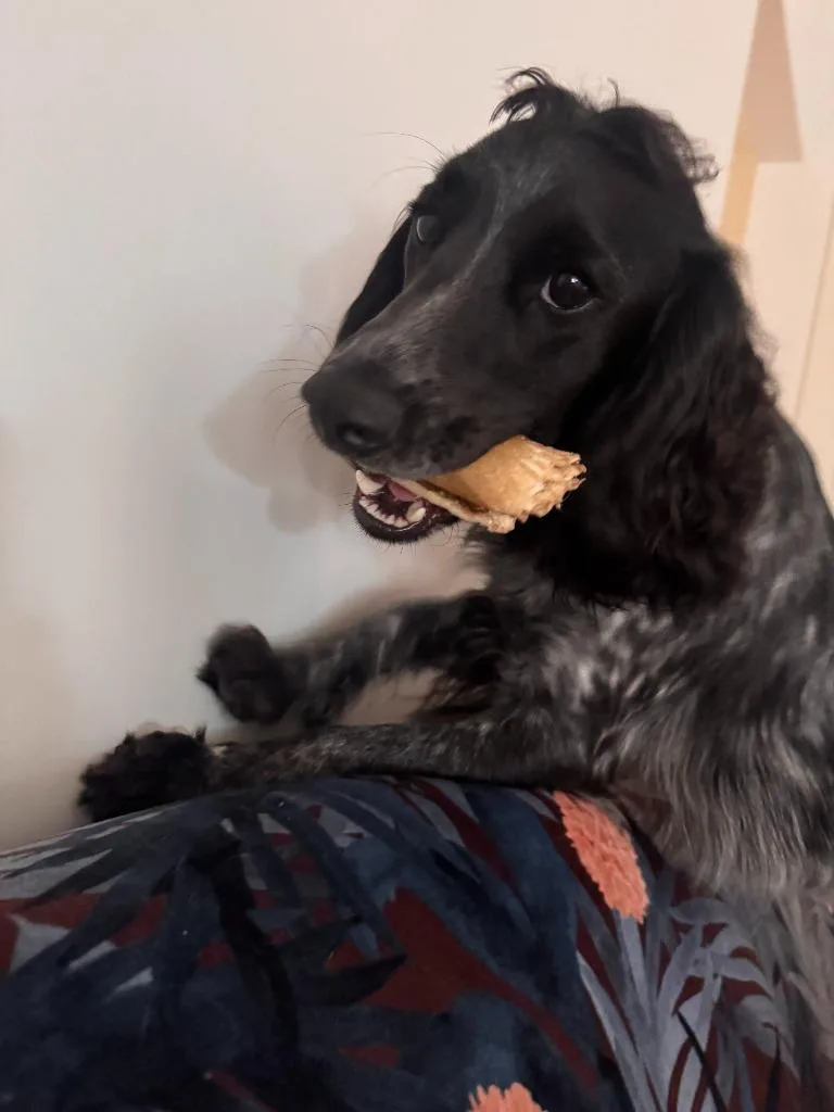 A baby small-sized male Cocker Spaniel dog named Soot for adoption in Austin, TX