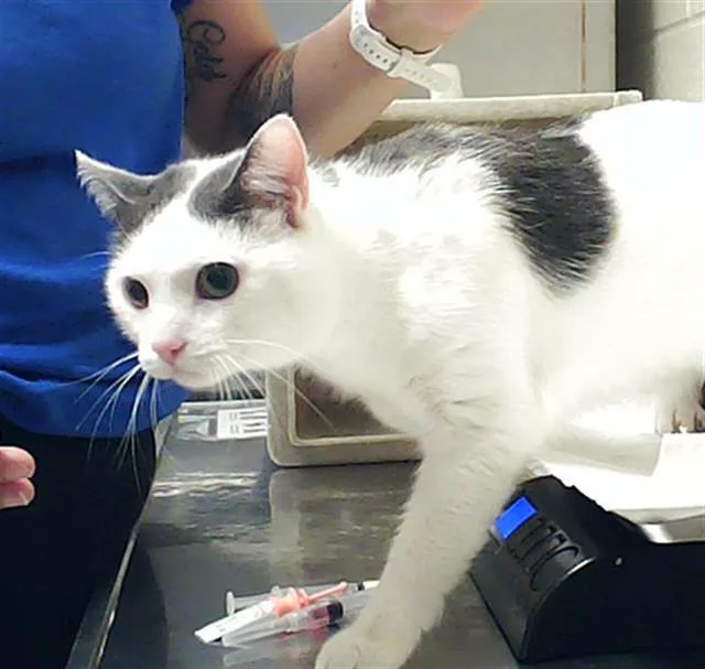 A young medium-sized female Domestic Short Hair cat named Pearl for adoption in Fayetteville, NC