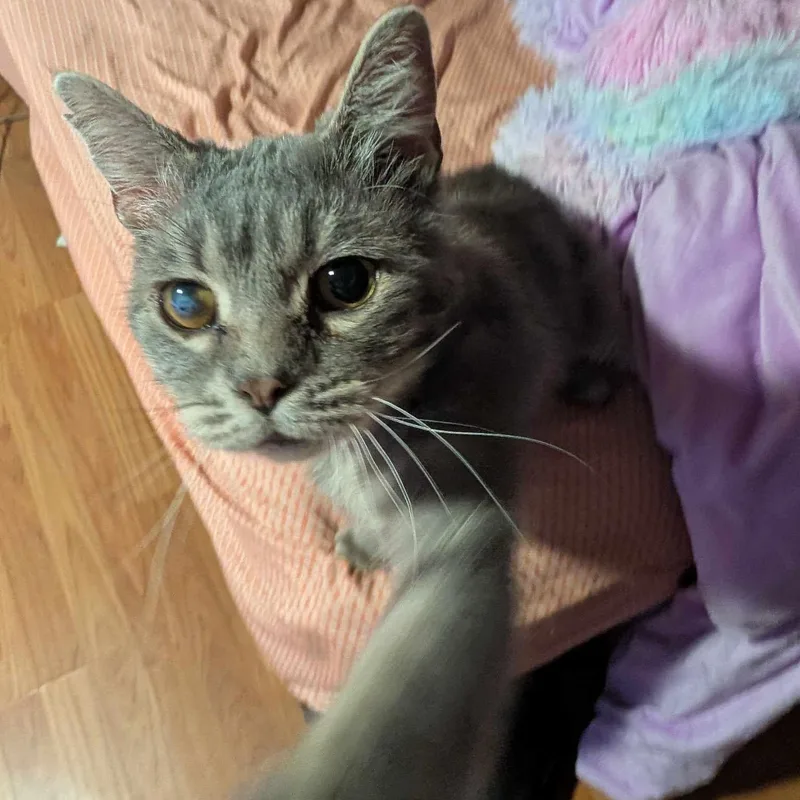An adult medium-sized male Gray / Blue / Silver Domestic Short Hair cat named Grey Bro for adoption in Lincoln, NE