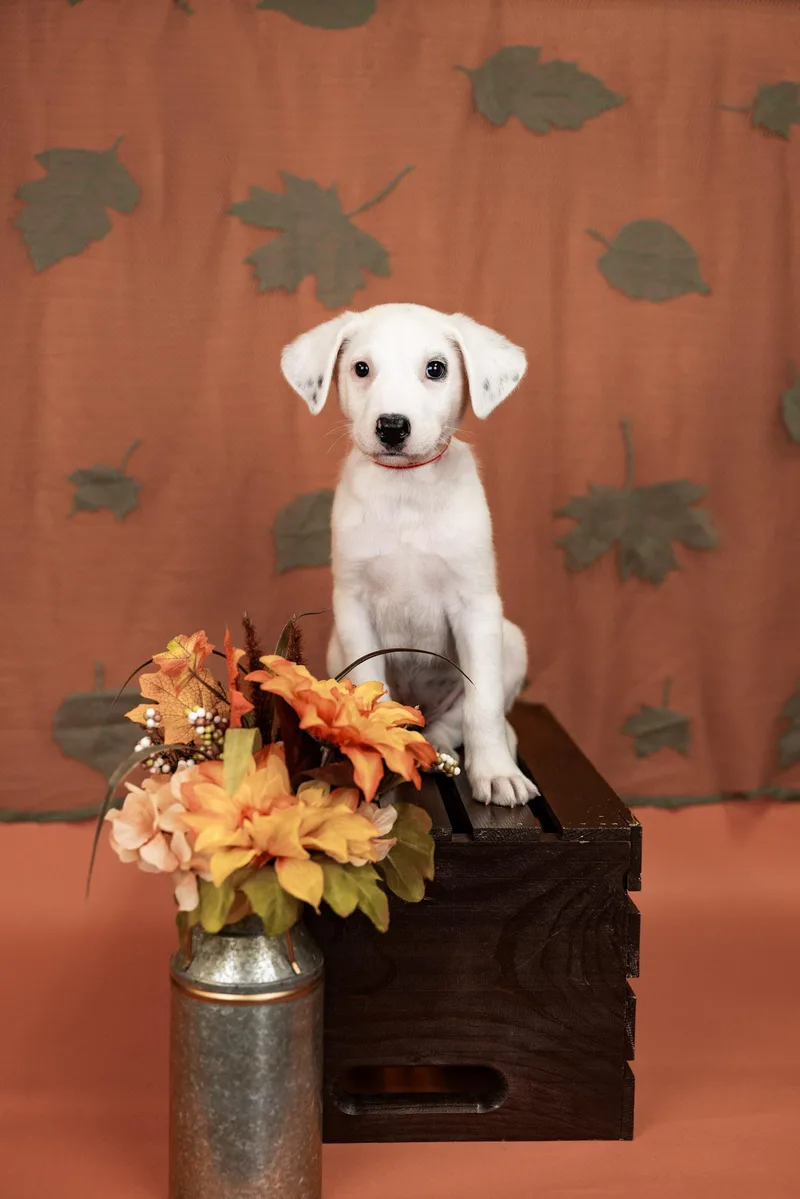 A baby medium-sized male Shepherd dog named 852-26 for adoption in Brighton, CO
