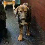 A young medium-sized female Brown / Chocolate Labrador Retriever dog named Reba for adoption in Shinnston, WV
