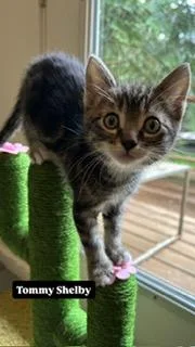 A baby medium-sized male Brown / Chocolate Domestic Short Hair cat named Tommy Shelby for adoption in Portland, OR