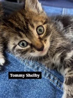 Tommy Shelby thumbnail 3
