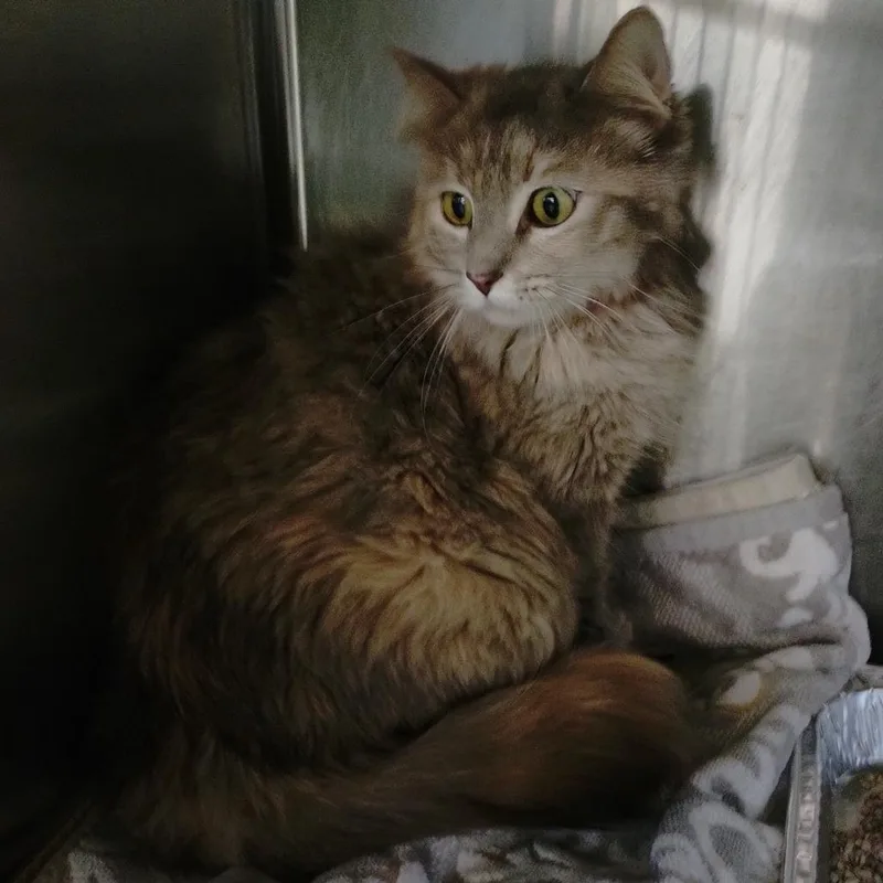 An adult medium-sized female Tortoiseshell Domestic Long Hair cat named Louisa for adoption in San Gabriel, CA