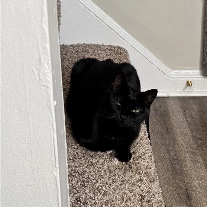An adult medium-sized female Black Domestic Short Hair cat named Twizzler for adoption in Lynchburg, VA