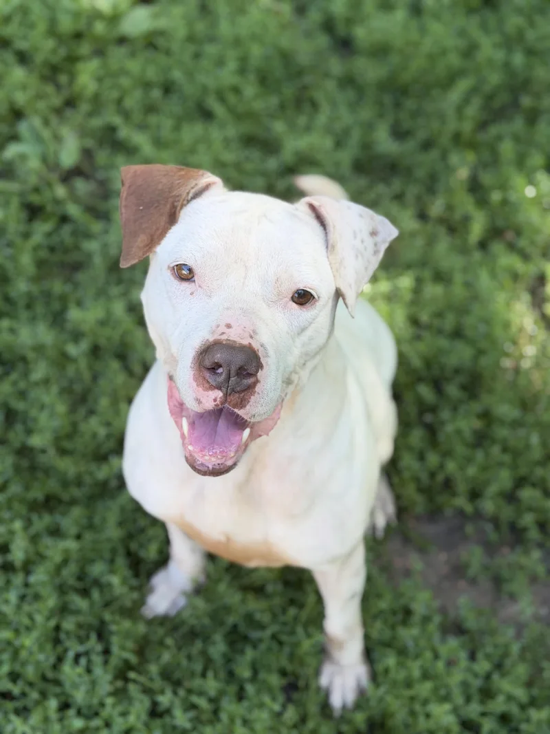 An adult large-sized female Brindle Boxer dog named Sissy for adoption in North Huntingdon, PA
