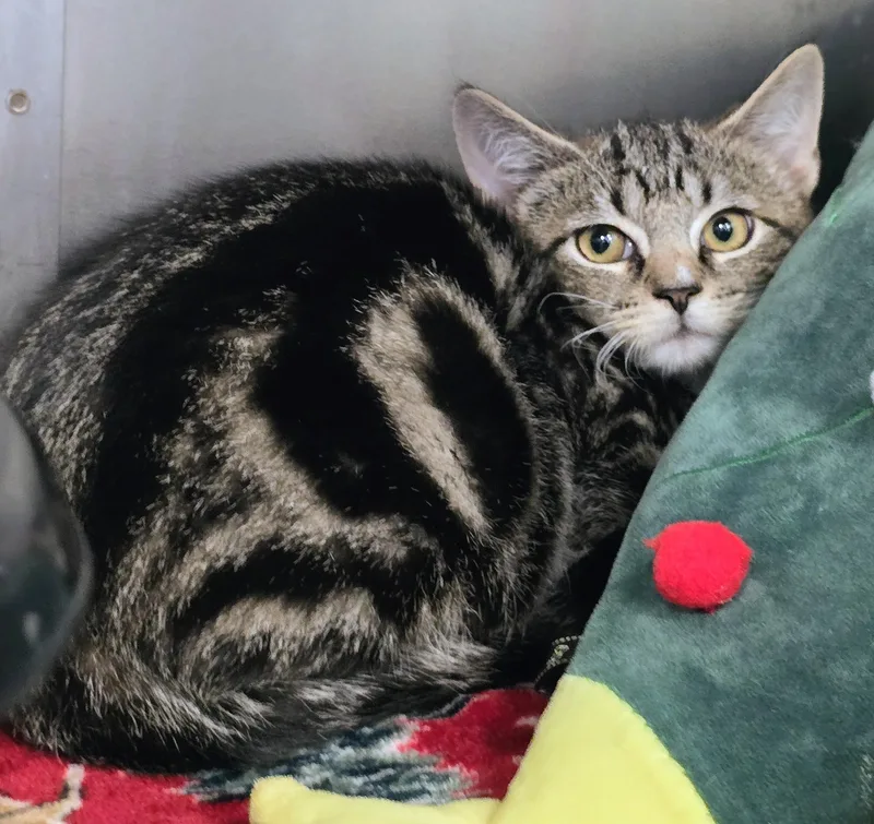 A baby large-sized male Tabby (Brown / Chocolate) Domestic Short Hair cat named WallE for adoption in Amityville, NY