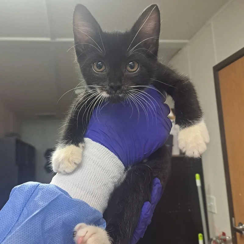 A baby small-sized female Domestic Short Hair cat named Ghast for adoption in Pensacola, FL
