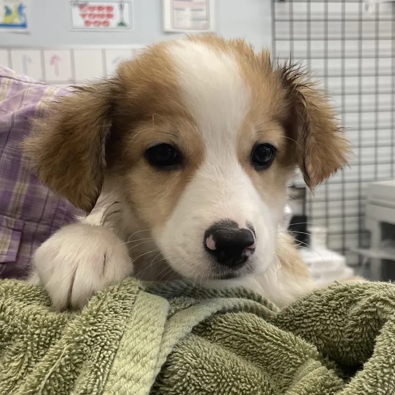 A baby small-sized female Brown / Chocolate Chihuahua dog named Faye for adoption in Spokane, WA