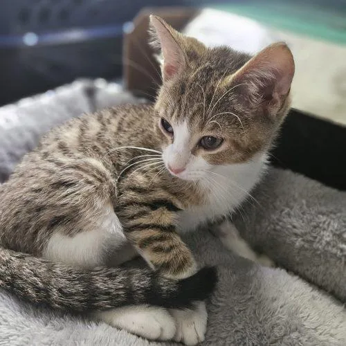 A baby small-sized male Brown / Chocolate Domestic Short Hair cat named Birch for adoption in Fishers, IN