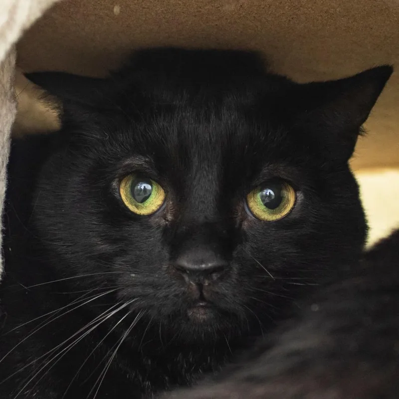 Edgar