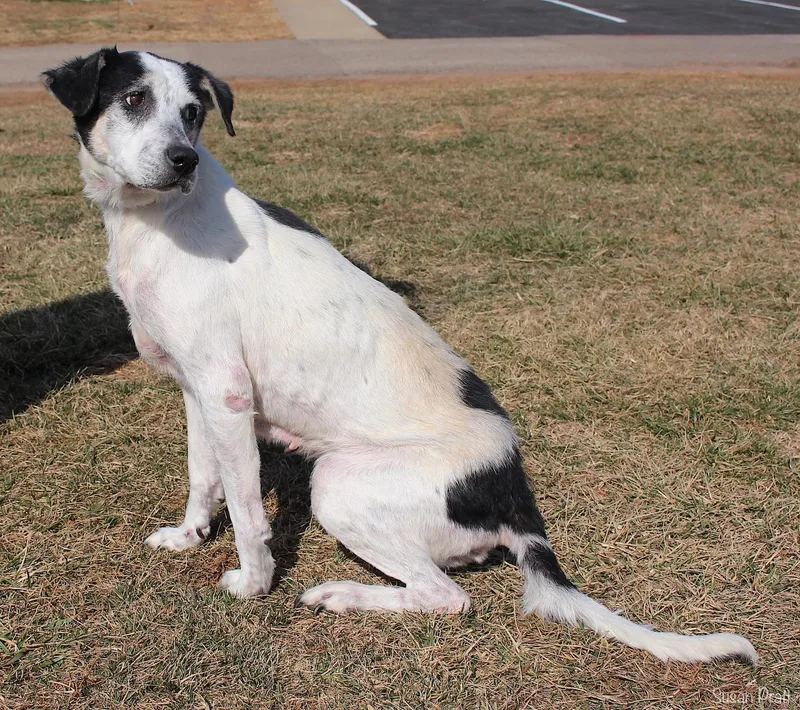 A senior medium-sized female White / Cream Labrador Retriever dog named Arceus for adoption in Bedford, VA