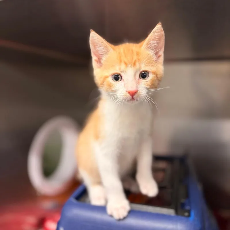A baby small-sized male Domestic Short Hair cat named Skit for adoption in Spokane, WA
