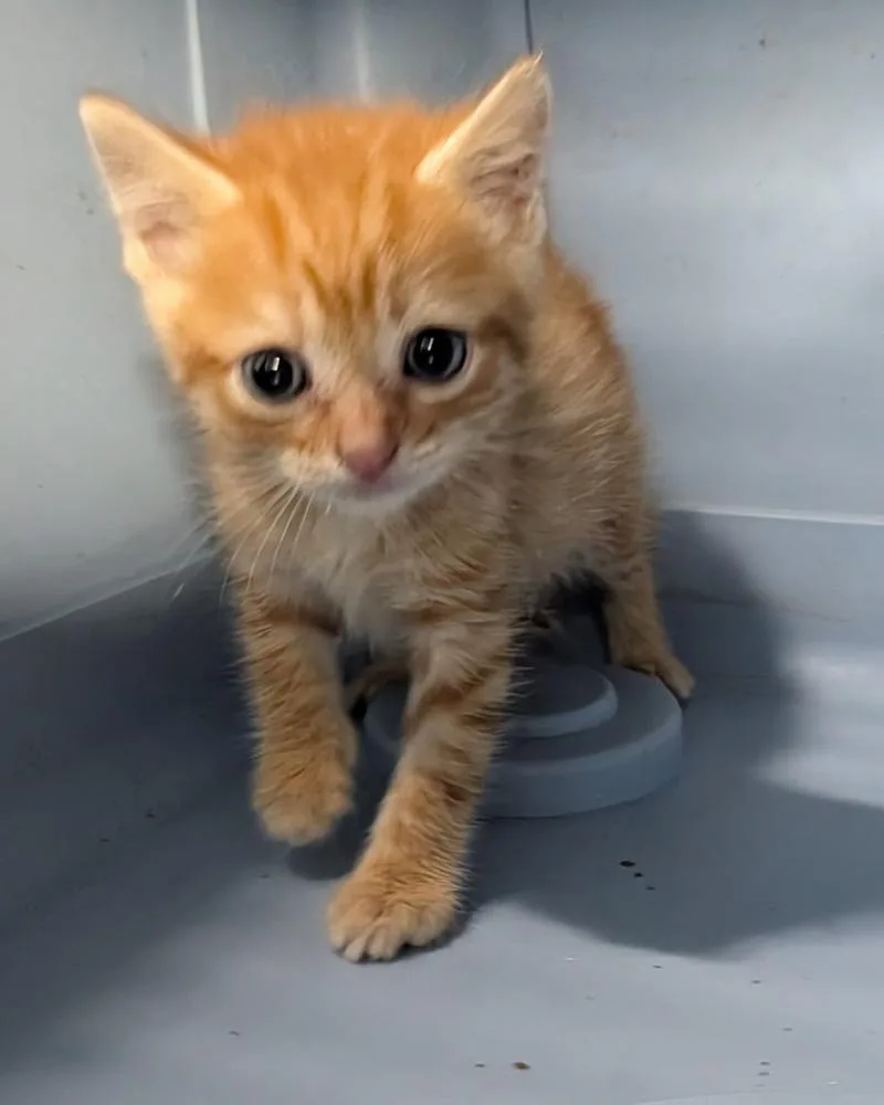 A baby small-sized female Tabby (Orange / Red) Domestic Short Hair cat named Rusty for adoption in Evansville, IN