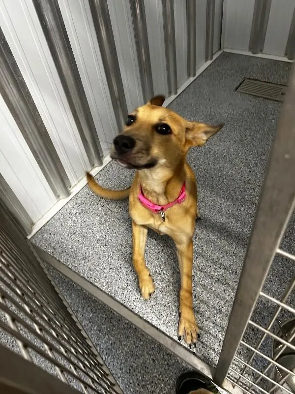 A young medium-sized female Yellow / Tan / Blond / Fawn German Shepherd Dog dog named Daisy for adoption in bellefontaine, OH