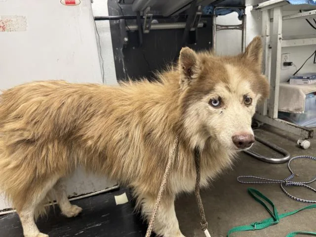 A young medium-sized male Siberian Husky dog named Arby for adoption in Los Angeles, CA
