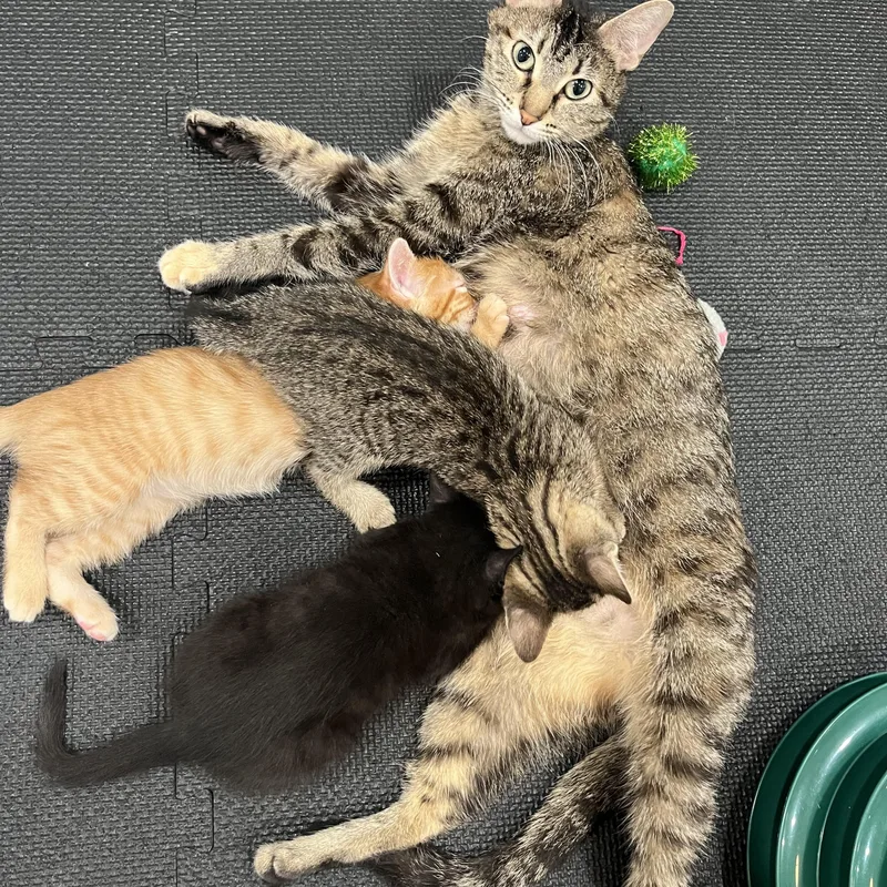 Jackie O thumbnail 2