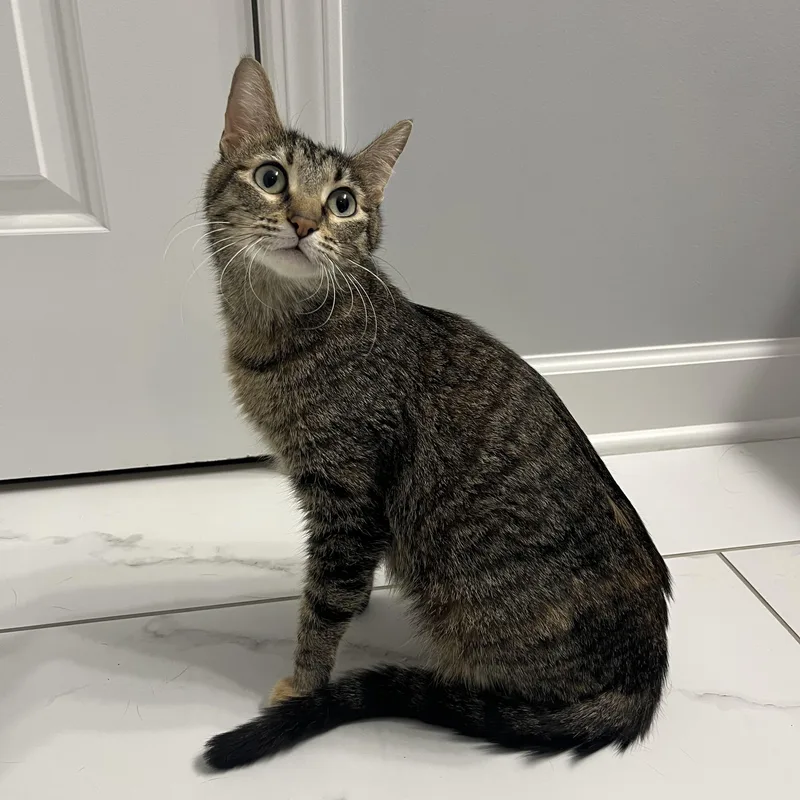 A young medium-sized female Tabby (Brown / Chocolate) Domestic Short Hair cat named Jackie O for adoption in Chicago, IL