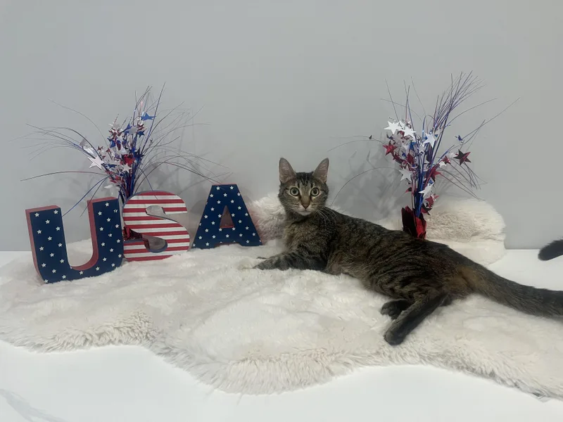 Jackie O thumbnail 3