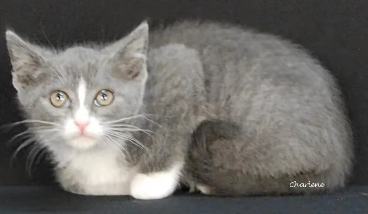 A baby medium-sized female White Domestic Short Hair cat named Juicy Juice for adoption in Newland, NC