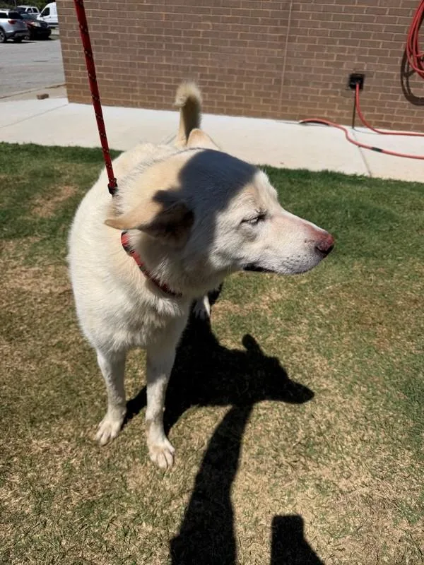 An adult large-sized male Shepherd dog named Pen for adoption in Lawrenceville, GA