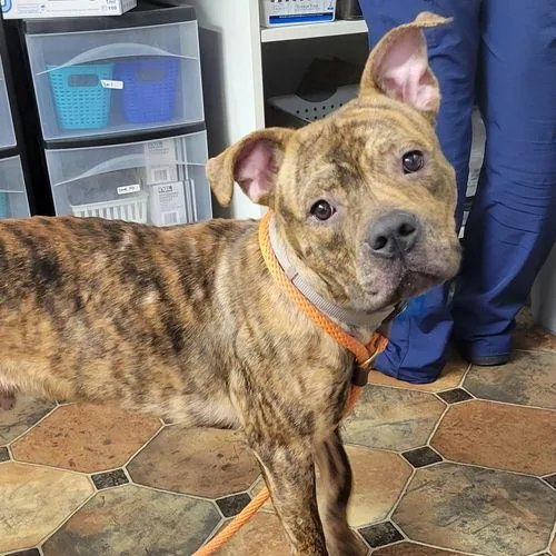 A senior large-sized male Brindle Boxer dog named Matzo for adoption in Minneapolis, MN