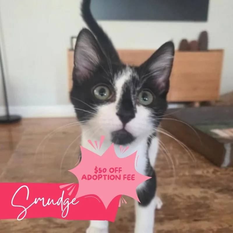 A baby medium-sized female Black & White / Tuxedo Domestic Short Hair cat named Smudge for adoption in Chattanooga, TN