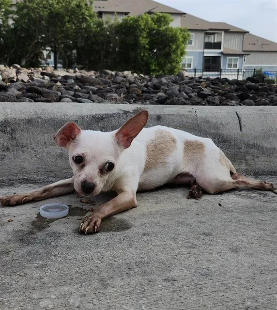 An adult small-sized female Chihuahua dog named Candy for adoption in San Antonio, TX